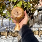 Nordic Zeytin Kuksa
